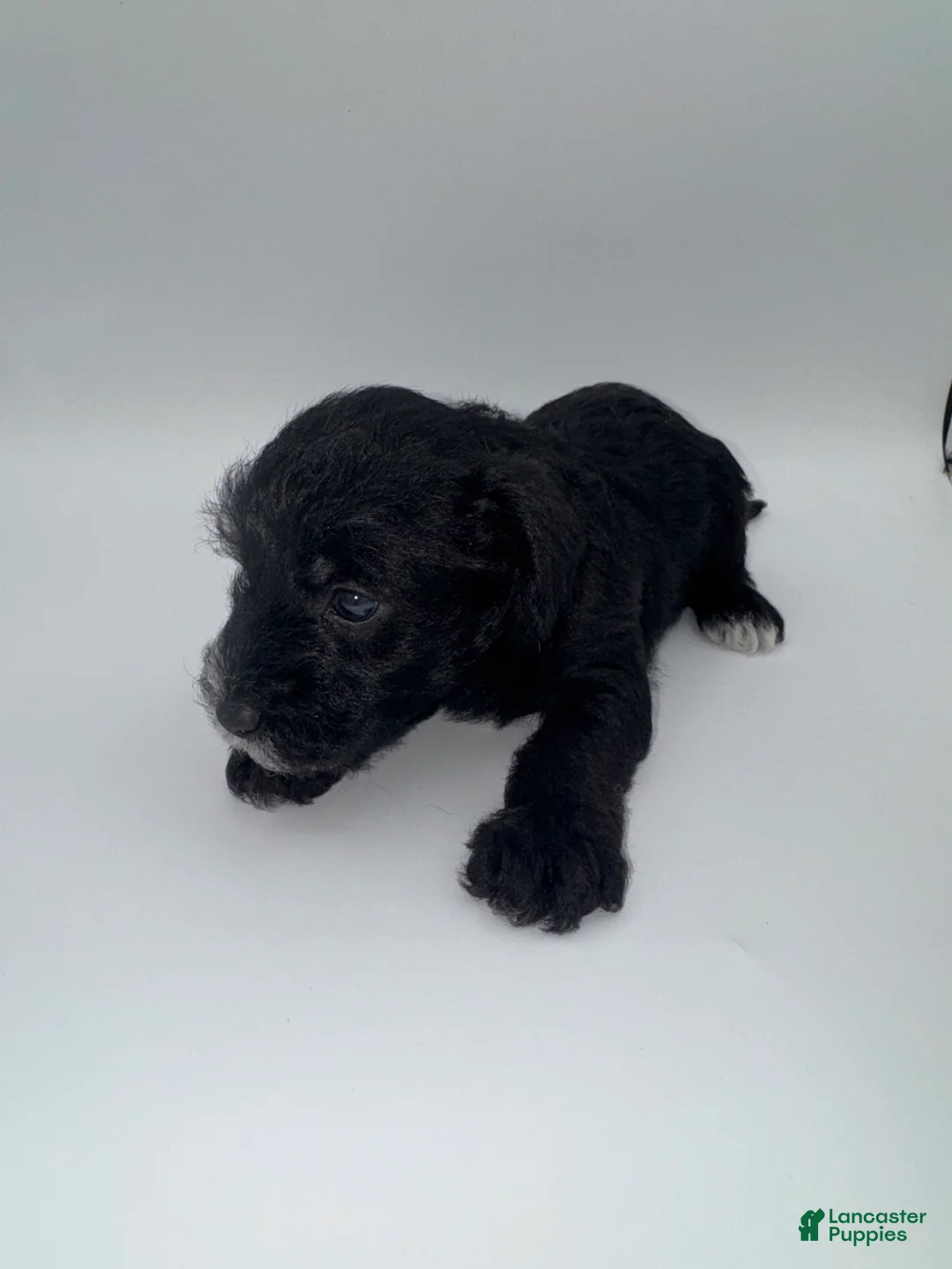 Schnoodle dogs for sale: Schnoodle 2 - Ad 2