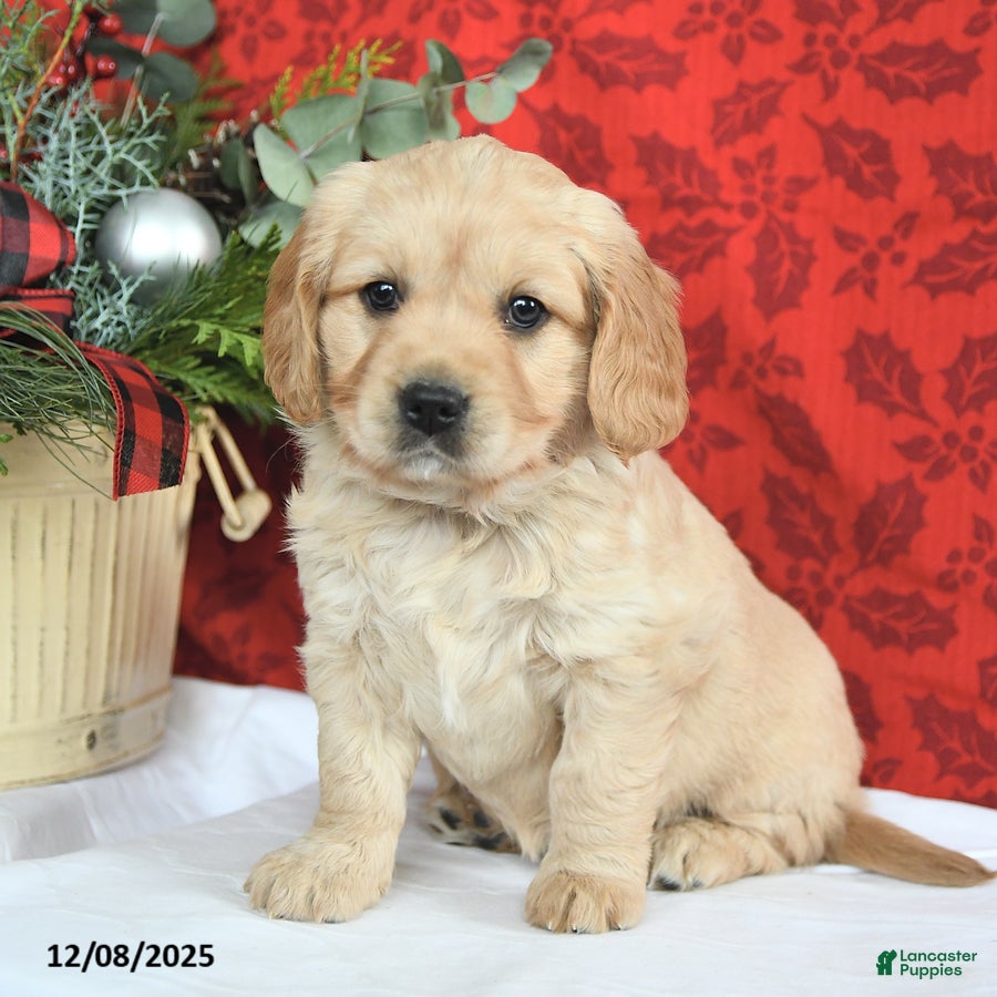 Miniature Golden Retriever dogs Faith - Ad 5