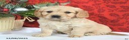 Miniature Golden Retriever dogs for sale: Faith - Ad 1