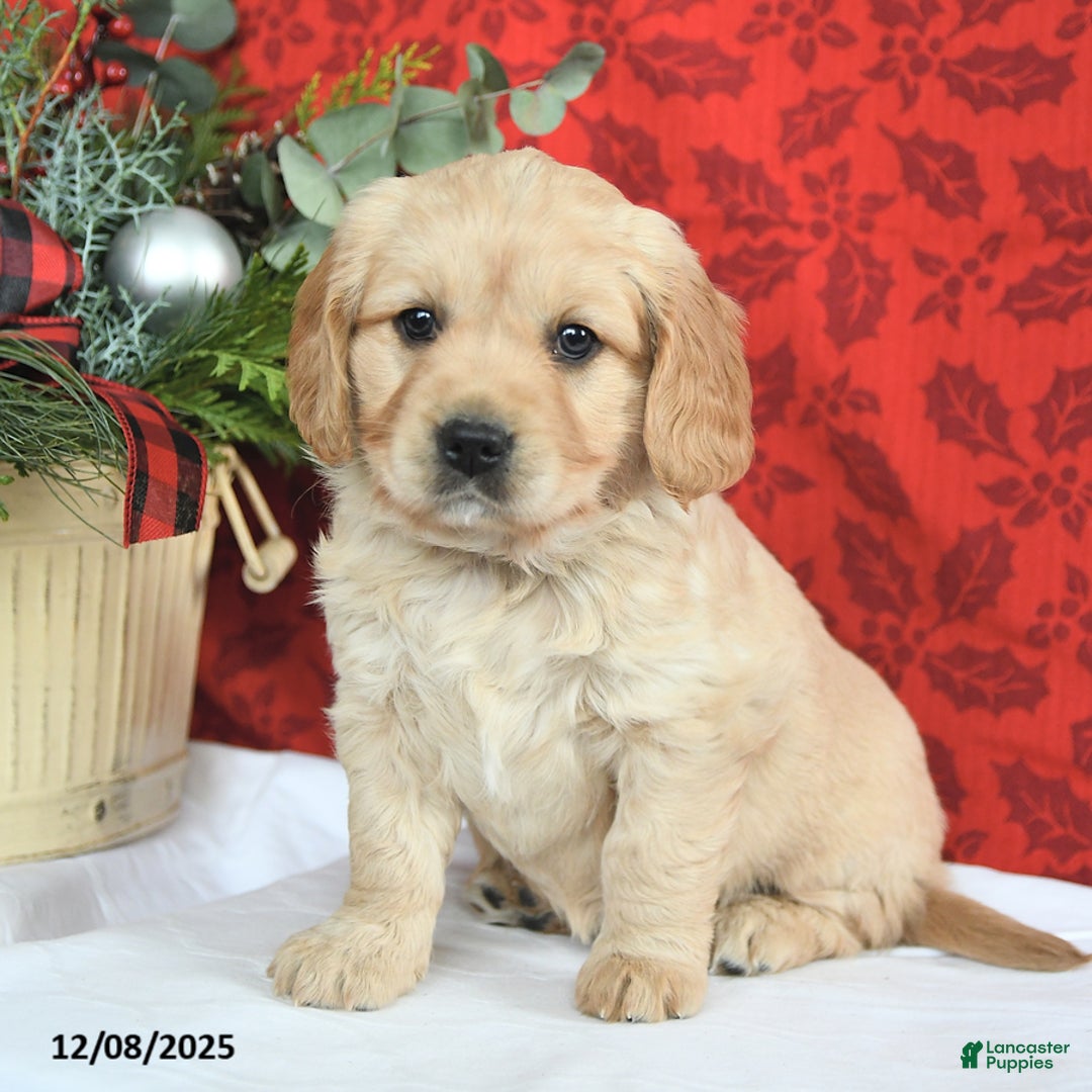 Miniature Golden Retriever dogs for sale: Faith - Ad 1
