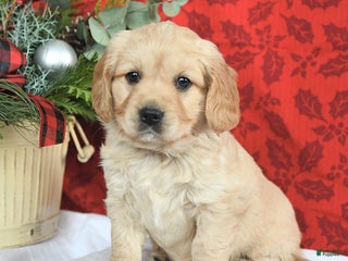 Miniature Golden Retriever dogs Faith - Ad 9
