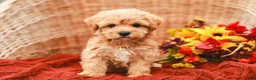 Maltipoo dogs for sale: Jasmine - Ad 2