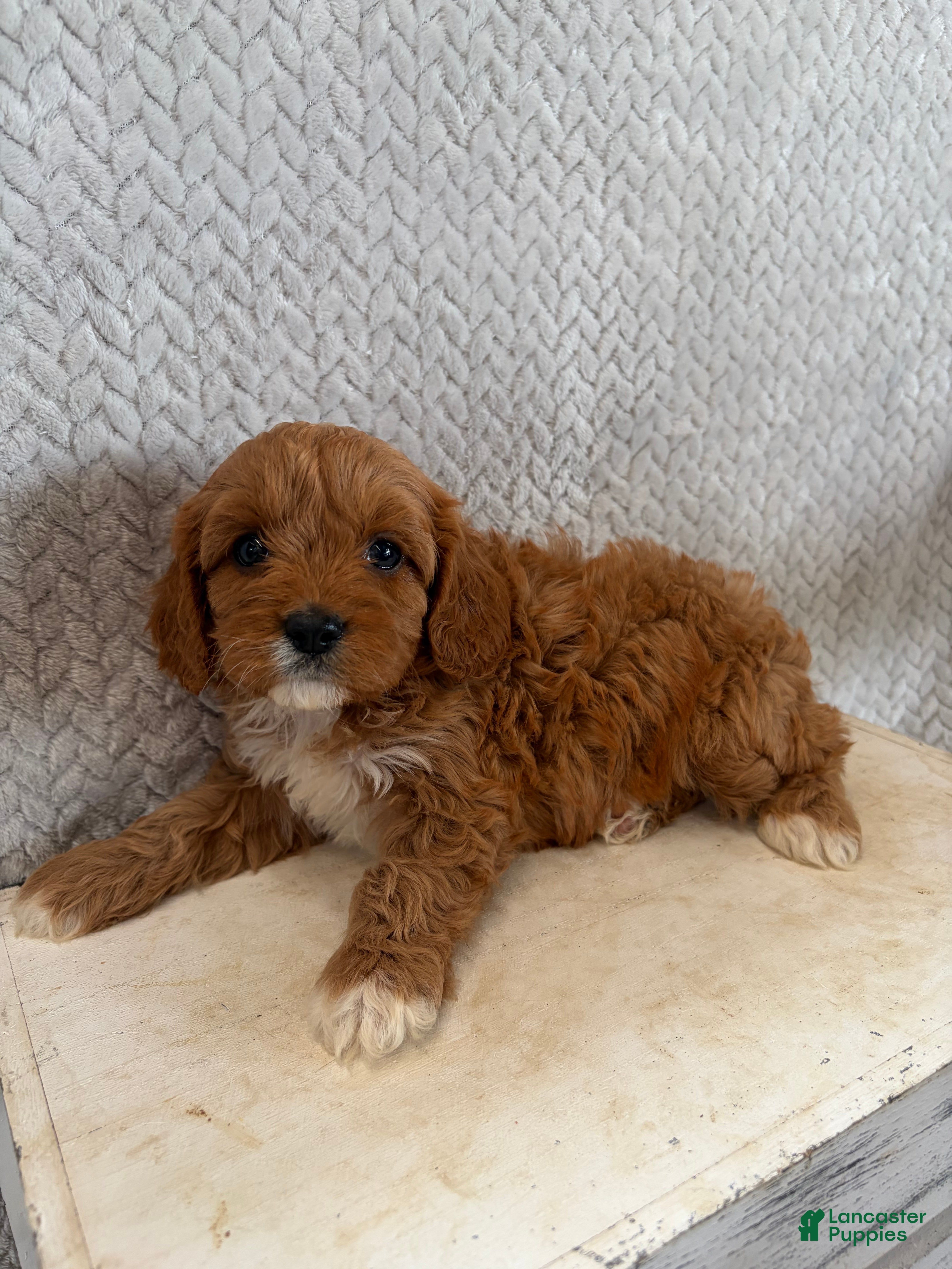 Cavapoo dogs Maggie - Ad 2