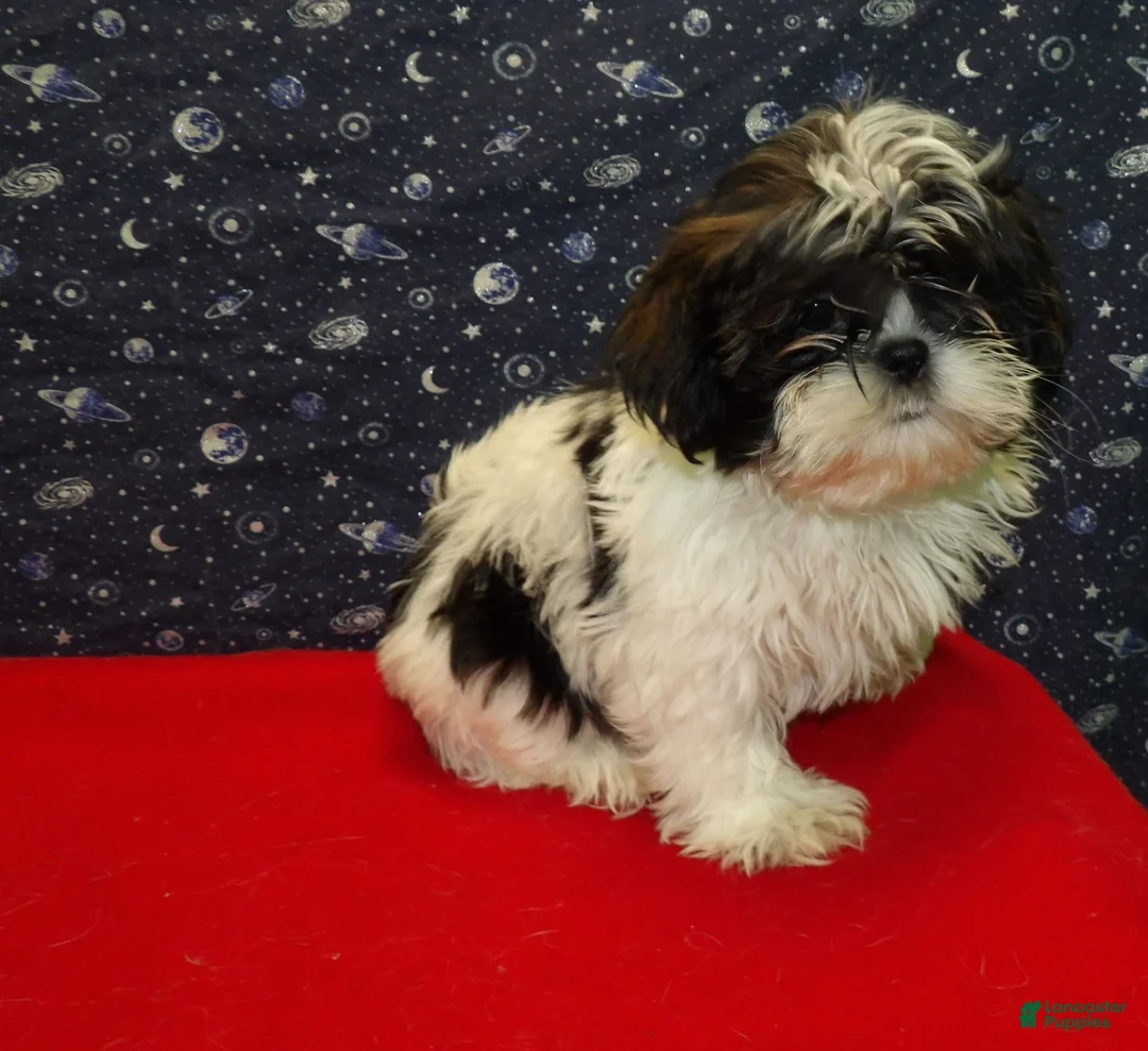 Shih Tzu dogs for sale: Maria - Ad 2