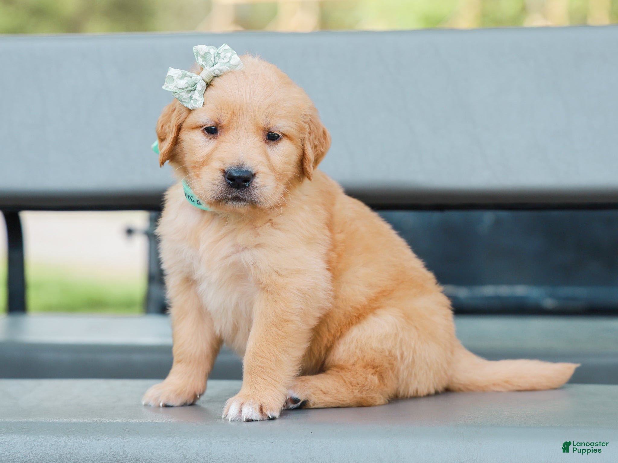 Golden Retriever dogs Arnia ACA Golden Retriever Pup - Ad 2