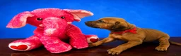 Rhodesian Ridgeback dogs for sale: Rhodesian Ridgeback Puppy 6 - Ad 2
