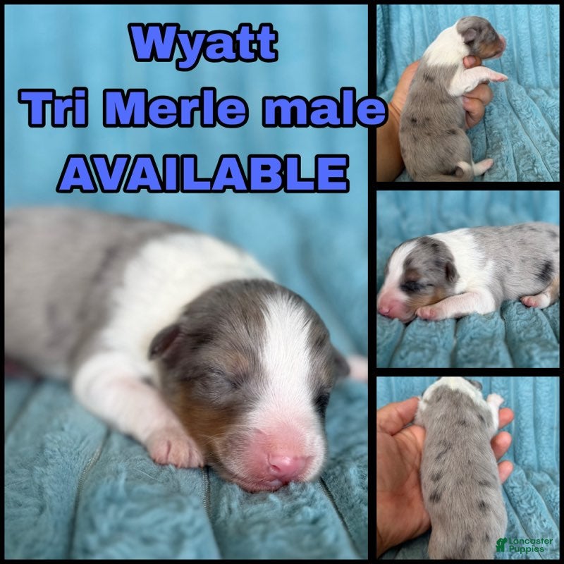 Shetland Sheepdog dogs for sale: Wyatt - Ad 1