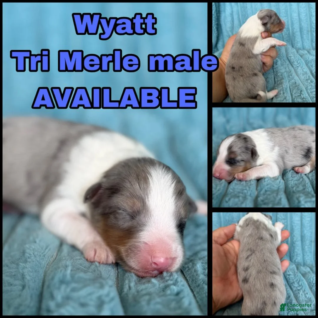 Shetland Sheepdog dogs for sale: Wyatt - Ad 1