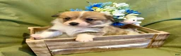 Welsh Corgi Pembroke dogs for sale: Dino (Red Collar) - Ad 2