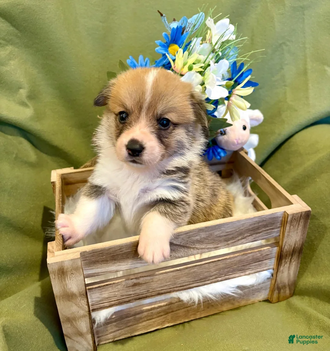 Welsh Corgi Pembroke dogs for sale: Dino (Red Collar) - Ad 2