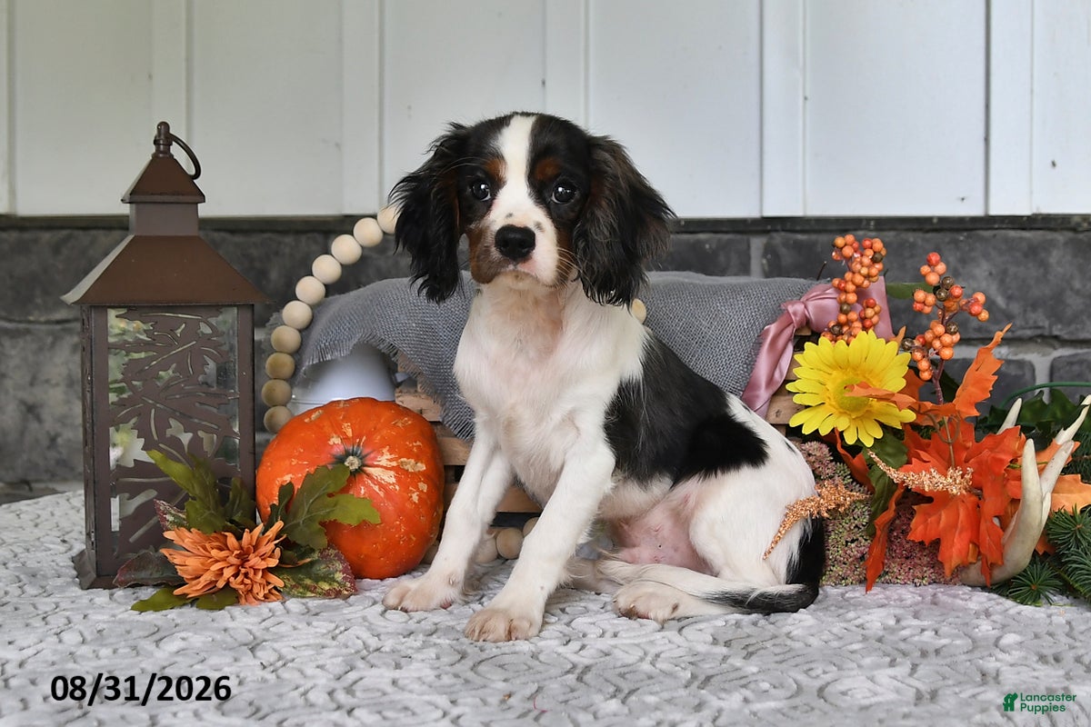 Cavalier King Charles Spaniel dogs Jordan - Ad 1