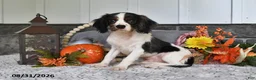 Cavalier King Charles Spaniel dogs for sale: Jordan - Ad 1