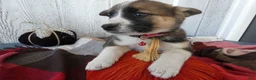 Australian Cattle Dog dogs for sale: Australian Cattle Dog 4 Patch - Ad 5