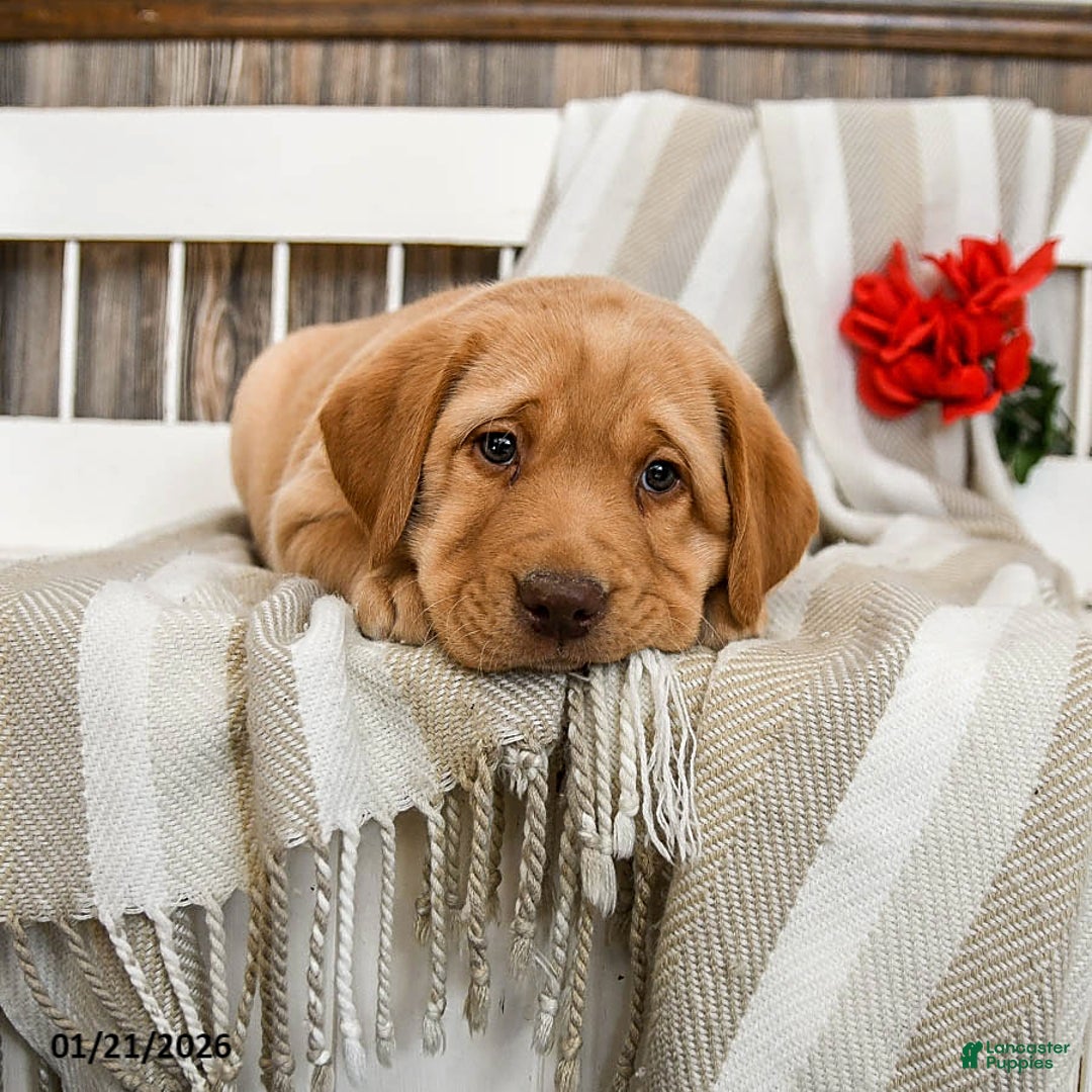 Labrador Retriever dogs for sale: Cashew - Ad 4