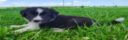 Border Collie dogs for sale: Finnley  - Ad 7
