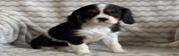 Cavalier King Charles Spaniel dogs for sale: Tulip - Ad 5