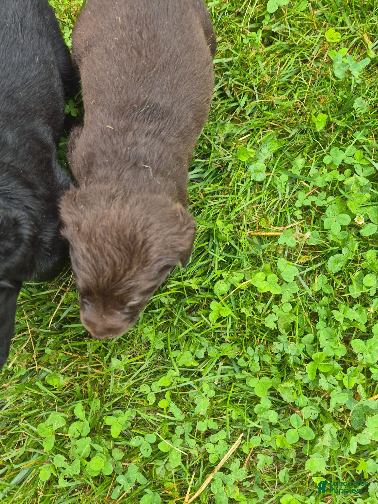Labrador Retriever dogs Puppy 3 - Ad 5