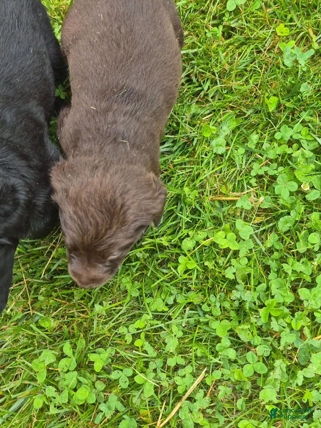 Labrador Retriever dogs for sale: Puppy 3 - Ad 1