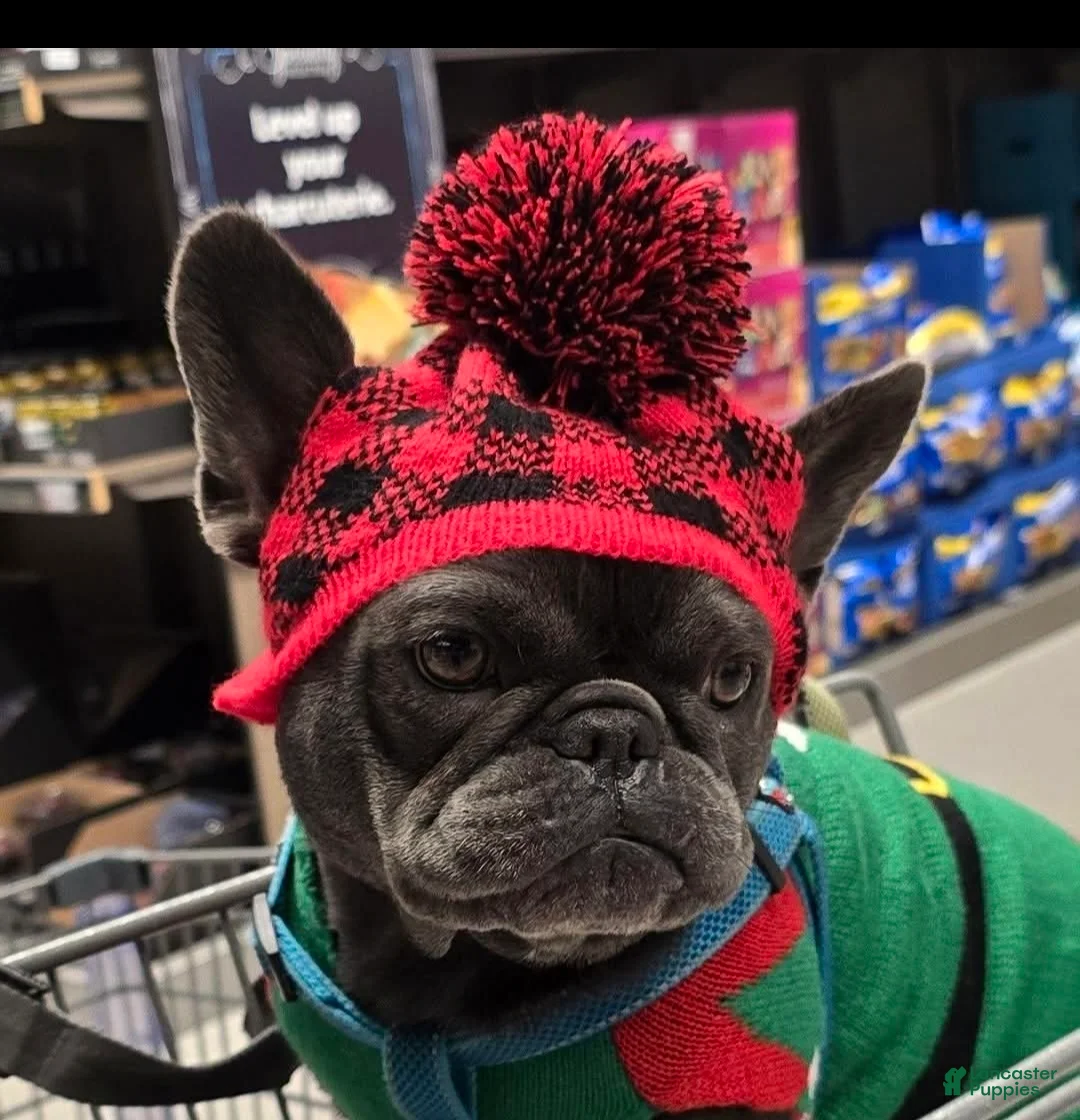 French Bulldog dogs for sale: French Bulldog Puppy 1 - Ad 2