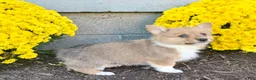 Welsh Corgi Pembroke dogs for sale: Sophia  - Ad 4