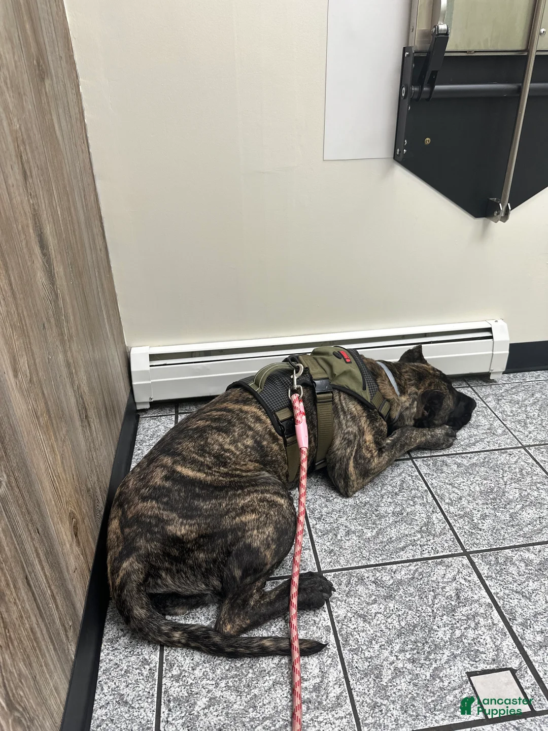 Presa Canario dogs for sale: Presa Canario Puppy 1 - Ad 2