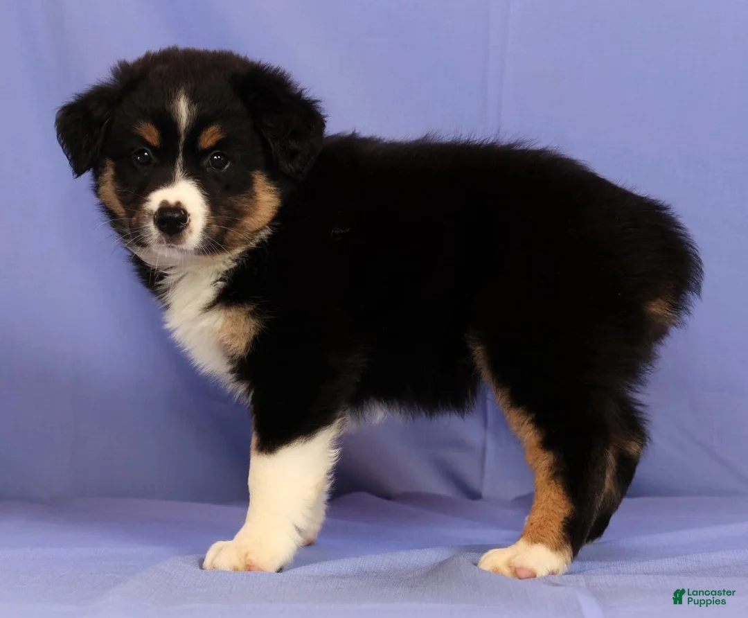 Miniature Australian Shepherd dogs for sale: Bethany - Ad 2