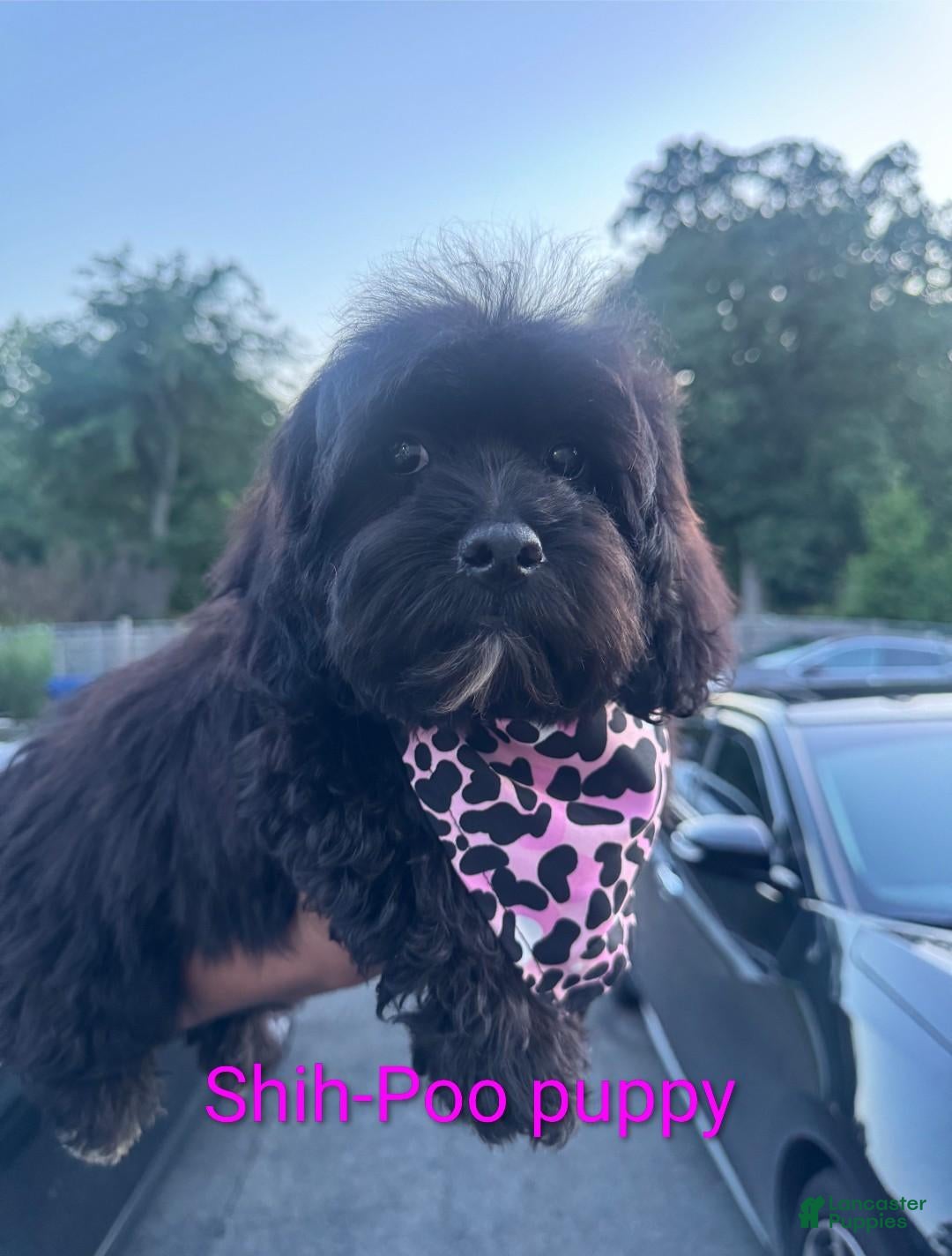 Shihpoo dogs Shihpoo 1 - Ad 8
