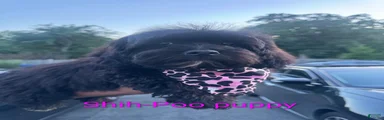 Shihpoo 1