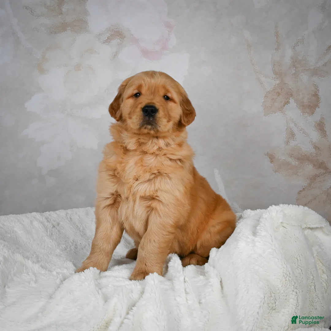 Golden Retriever dogs for sale: Rocky - Ad 9