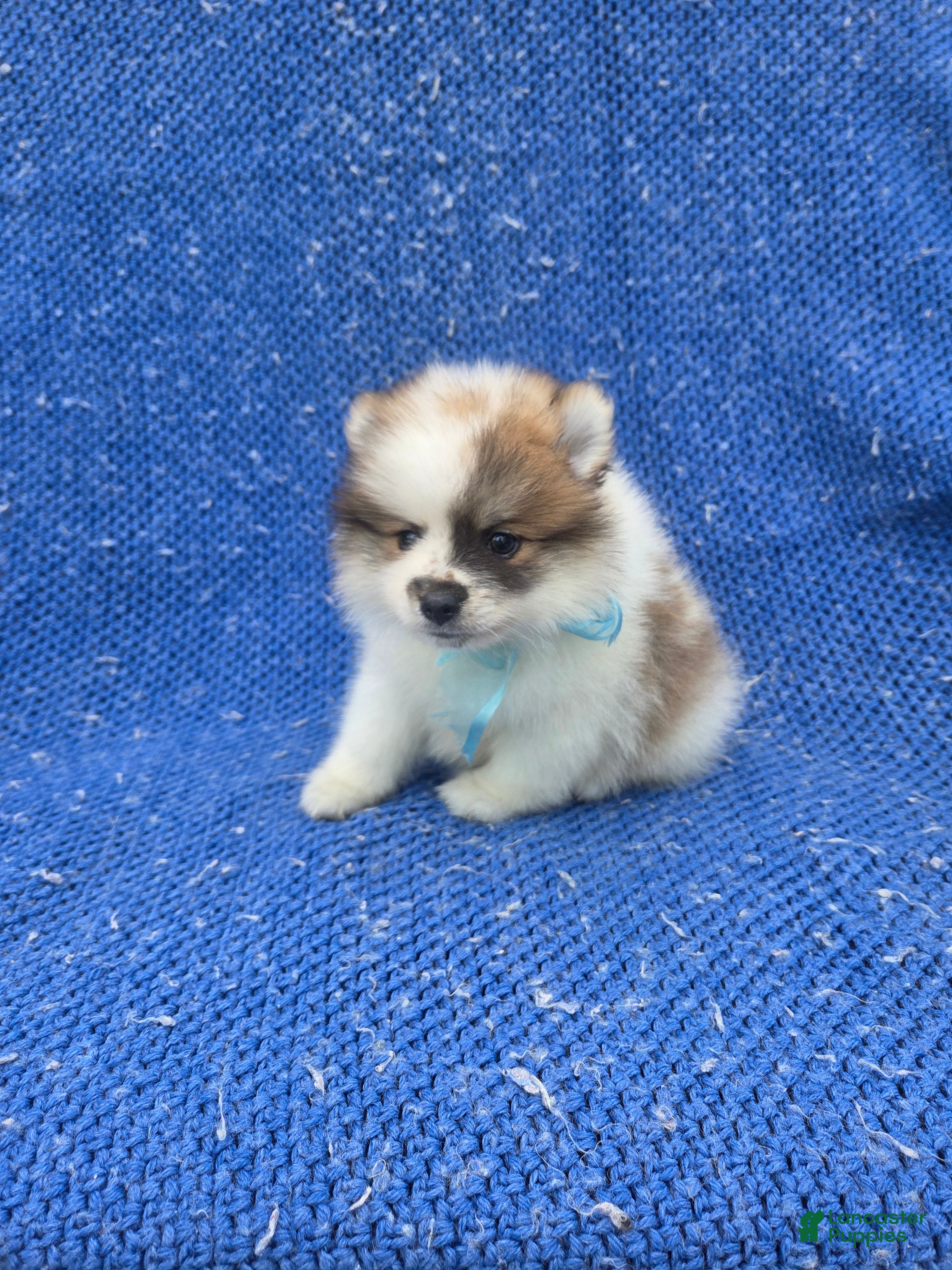 Pomeranian dogs Rocky  - Ad 1
