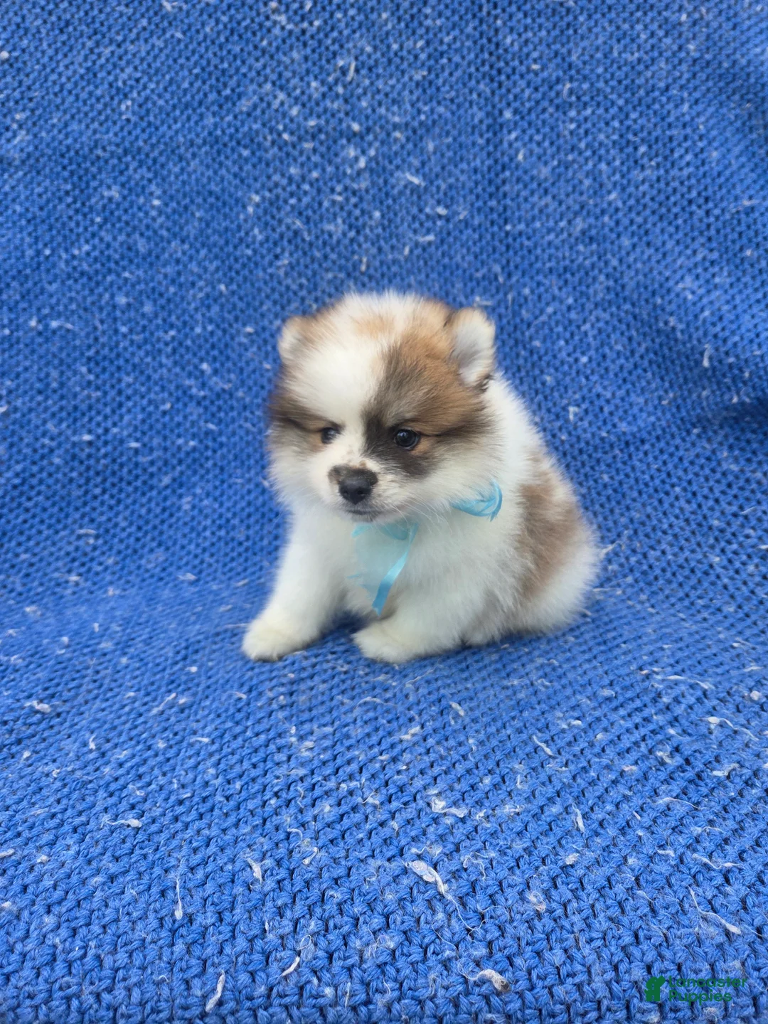 Pomeranian dogs for sale: Rocky  - Ad 1