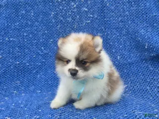 Pomeranian dogs Rocky - Ad 25