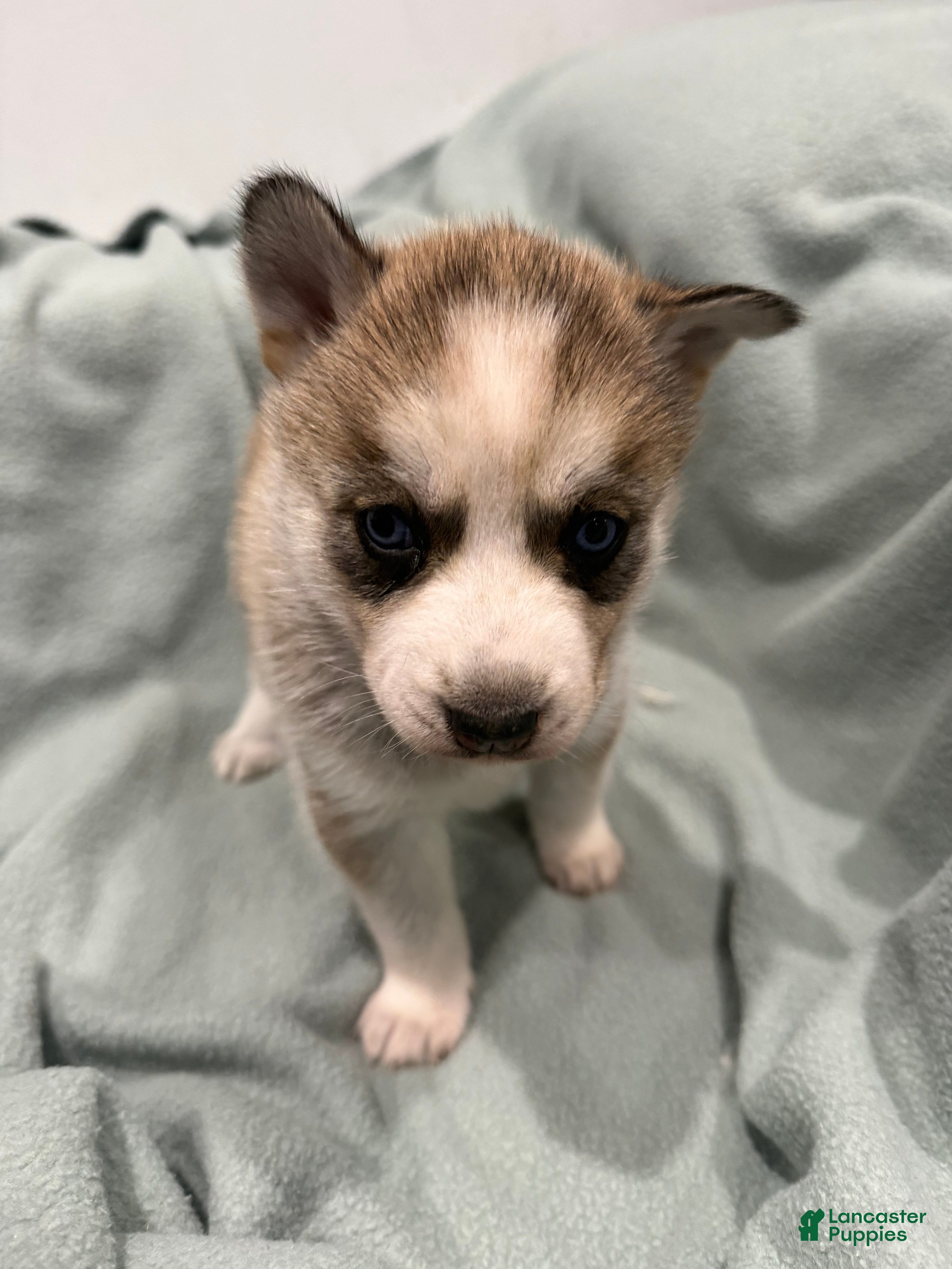 Alaskan Husky dogs Luna the Alaskan Husky Puppy  - Ad 4