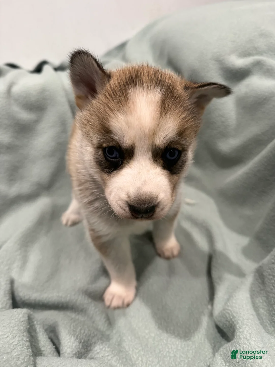 Alaskan Husky dogs for sale: Luna the Alaskan Husky Puppy  - Ad 1