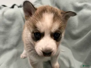 Alaskan Husky dogs Luna the Alaskan Husky Puppy - Ad 4