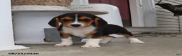 Beagle dogs for sale: Roscoe - Ad 3