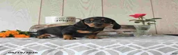 Miniature Dachshund dogs for sale: Sophie - Ad 4