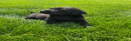 Labrador Retriever dogs for sale: Sadie - Ad 5