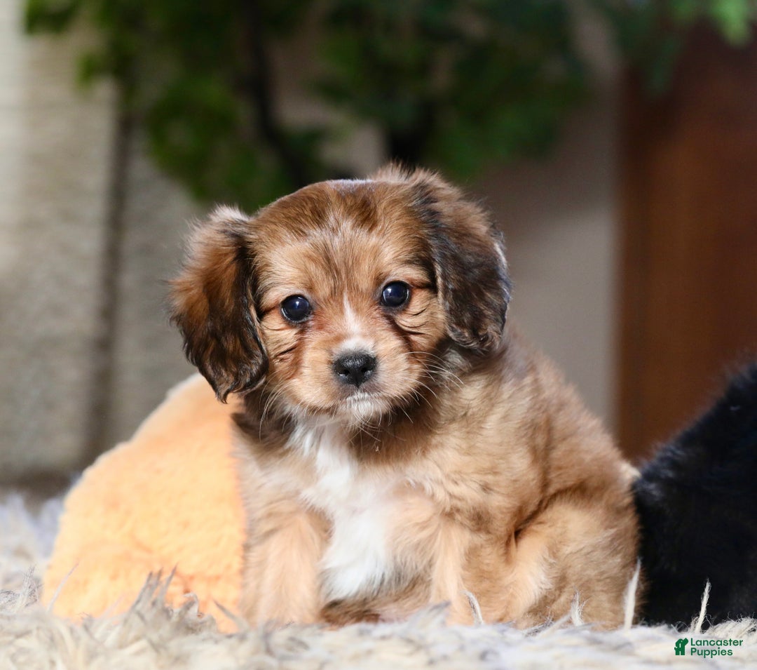 Mixed Breed dogs for sale: Cavalon Sparkle - Ad 12