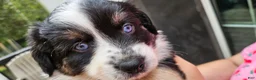 Miniature Australian Shepherd dogs for sale: Miniature Australian Shepherd 5 - Ad 5