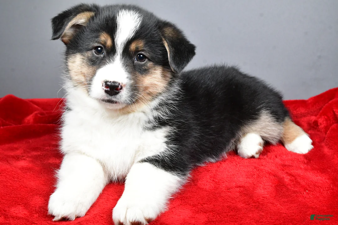 Mixed Breed dogs for sale: Theo - Ad 9