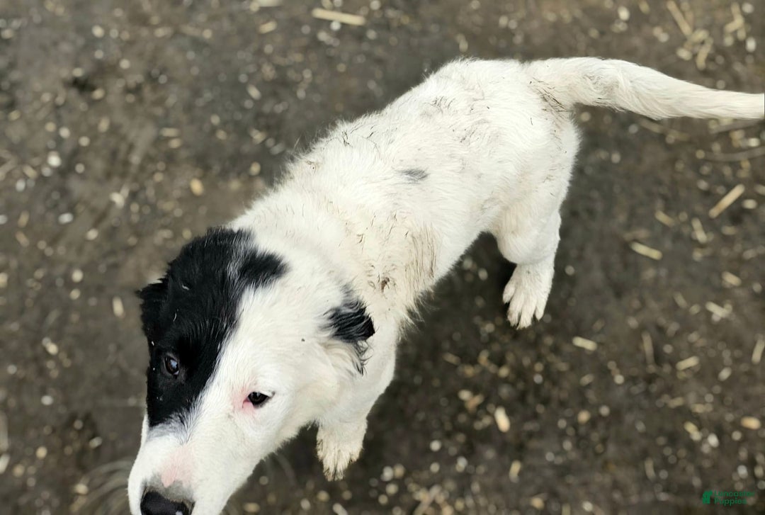 Border Collie dogs for sale: Divvy - Ad 20