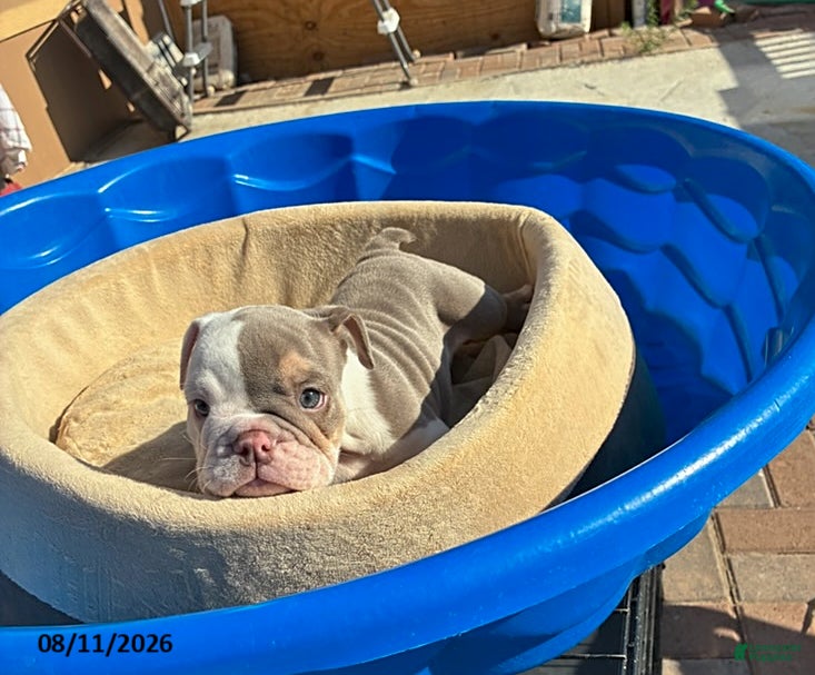 English Bulldog dogs Pudding - Ad 1