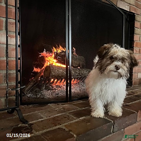 Havanese dogs Isabella - Ad 2