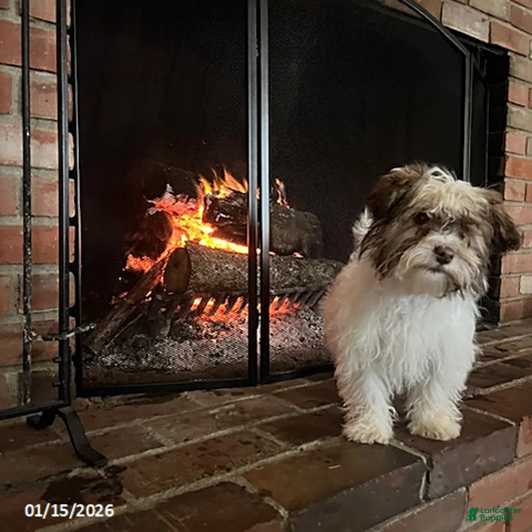 Havanese dogs for sale: Isabella - Ad 2