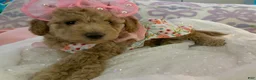 Maltipoo dogs for sale: Maltipoo Puppy 3 - Ad 5