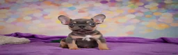 French Bulldog dogs for sale: Bobby - Ad 10