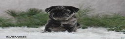 Pug dogs for sale: Brody - Ad 2