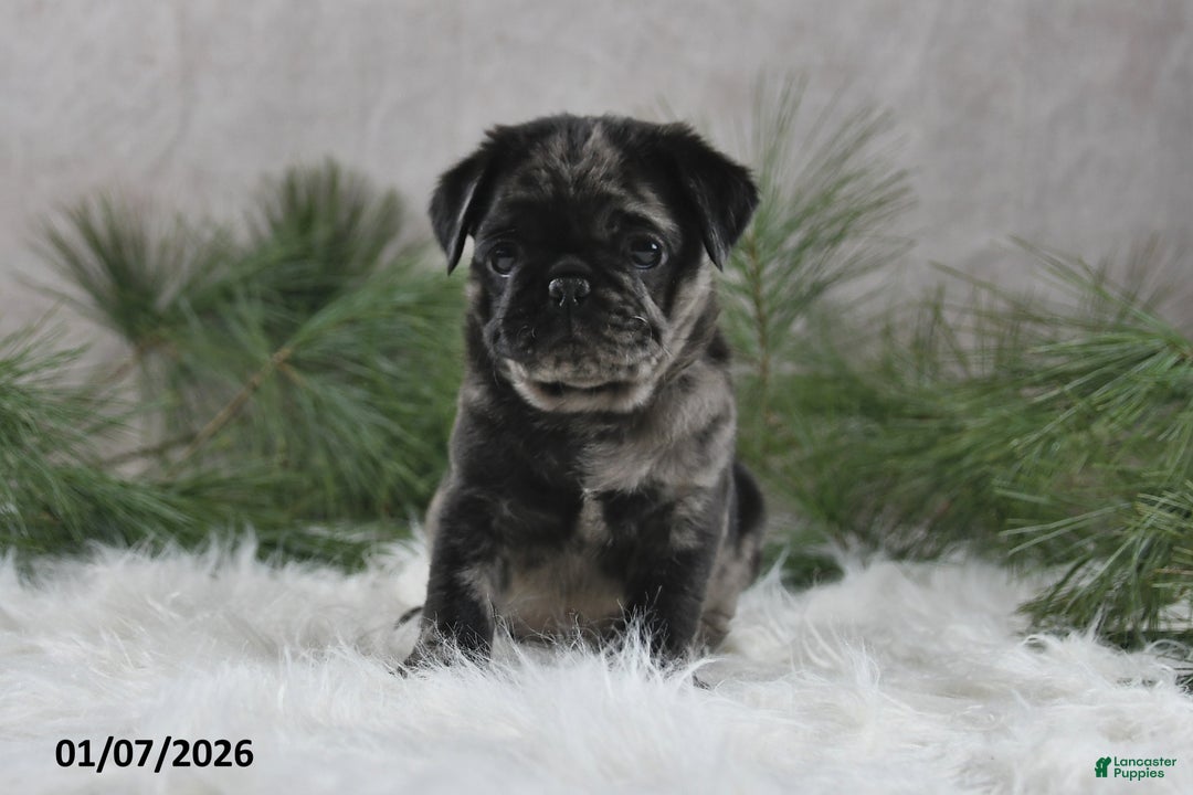 Pug dogs for sale: Brody - Ad 2