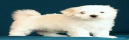 Maltese dogs for sale: Lucy - Ad 8